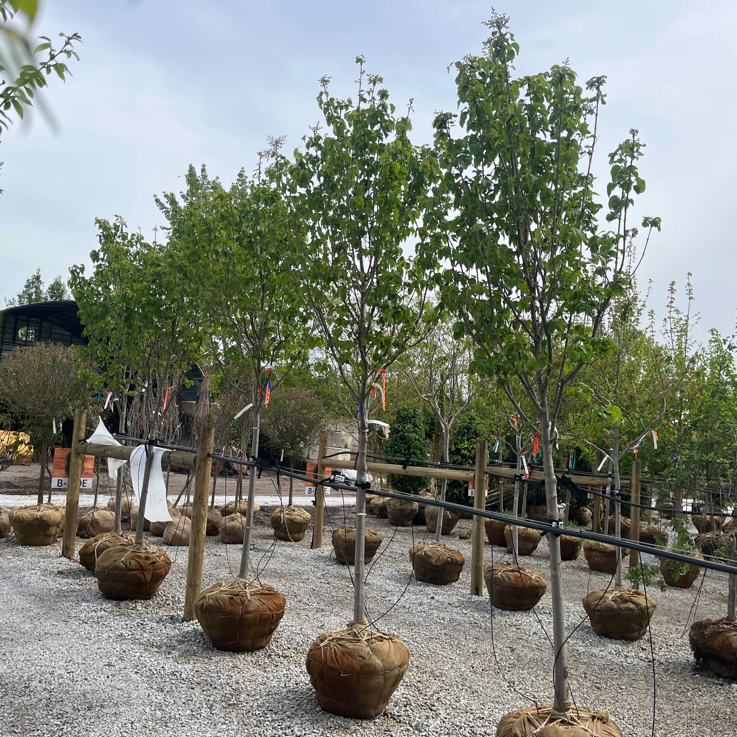 Ivory Silk Japanese Tree Lilac - Syringa reticulata - Ball & Burlap Tree (Multiple Sizes)