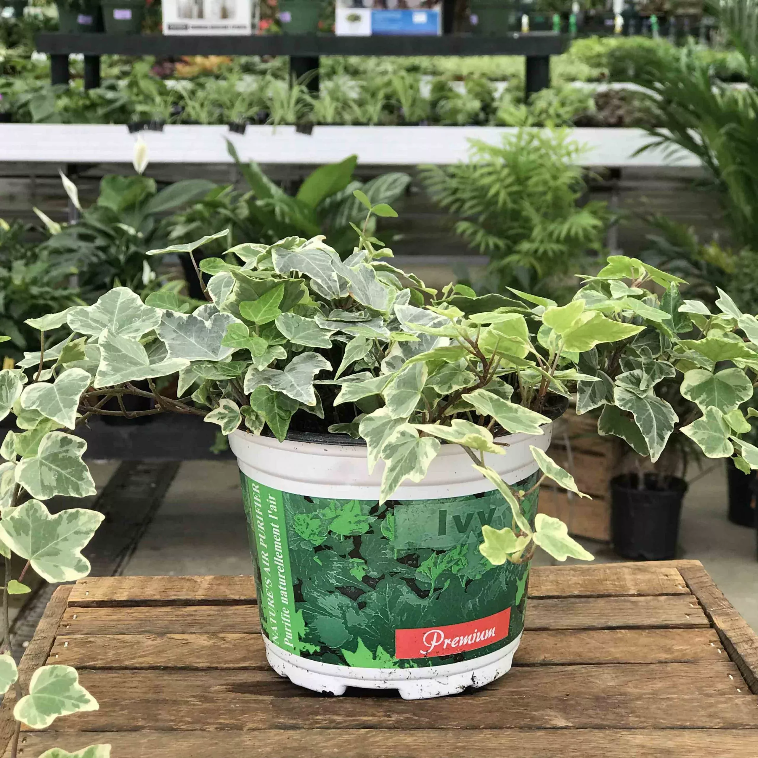Ivy (Assorted Varieties) - 6" Potted Houseplant