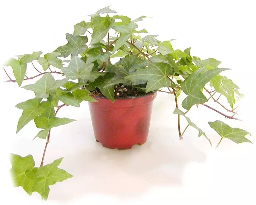 Ivy vars.