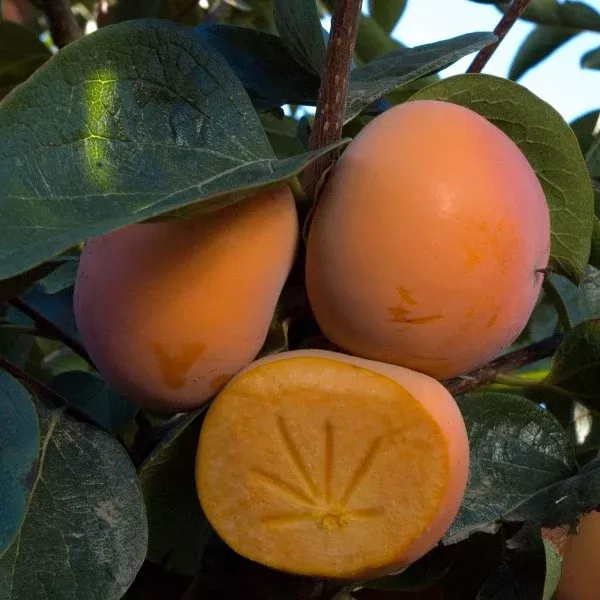 Izu Persimmon