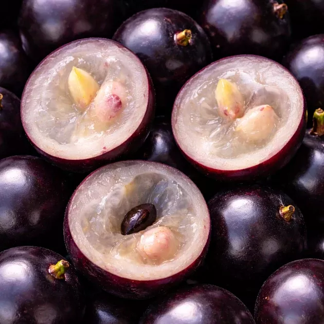 Jaboticaba (Brazilian Grape) ***Pre Order***