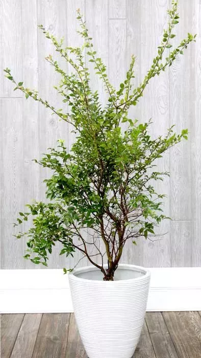 Jaboticaba Tree