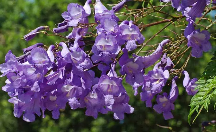 Jacaranda