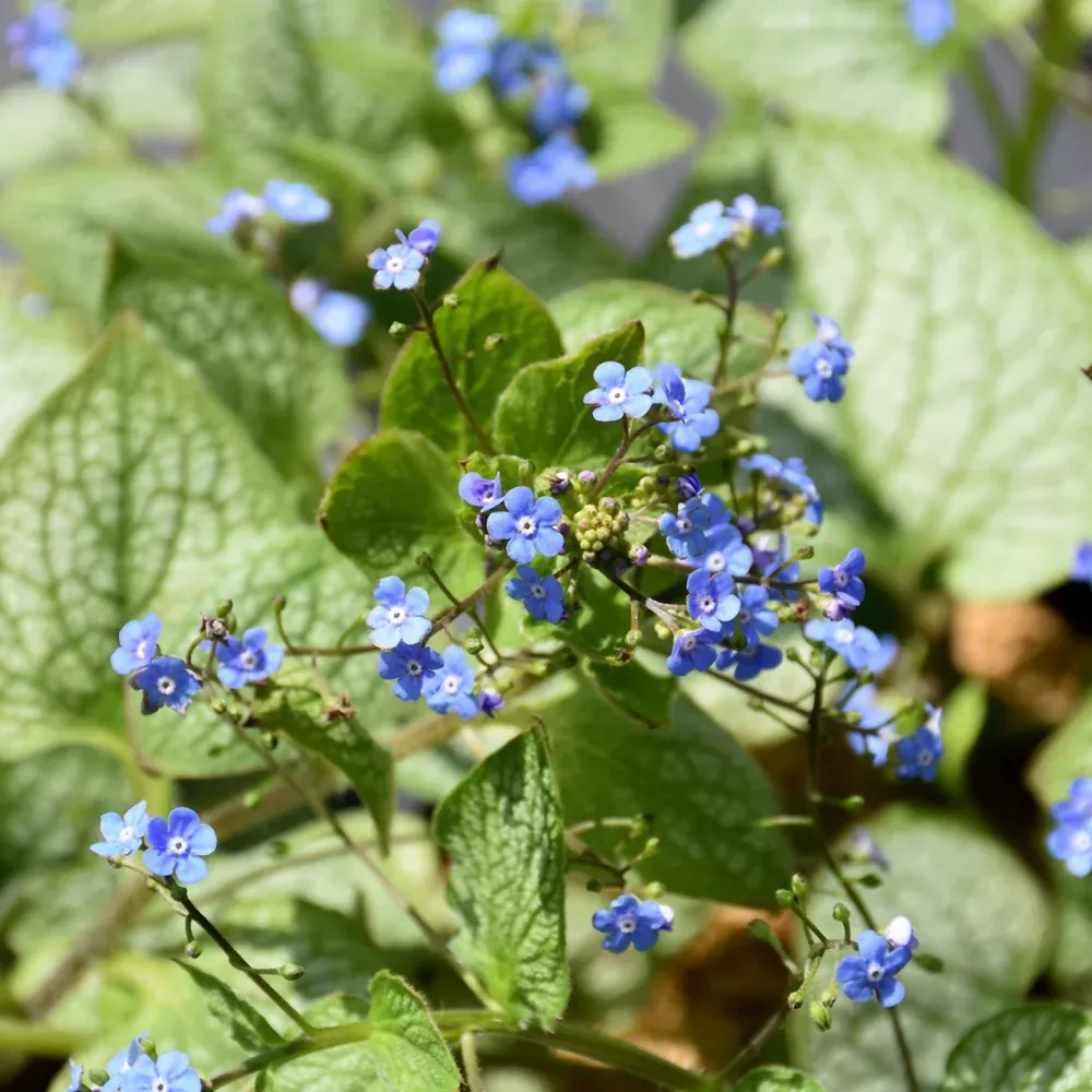 Jack of Diamonds Bugloss