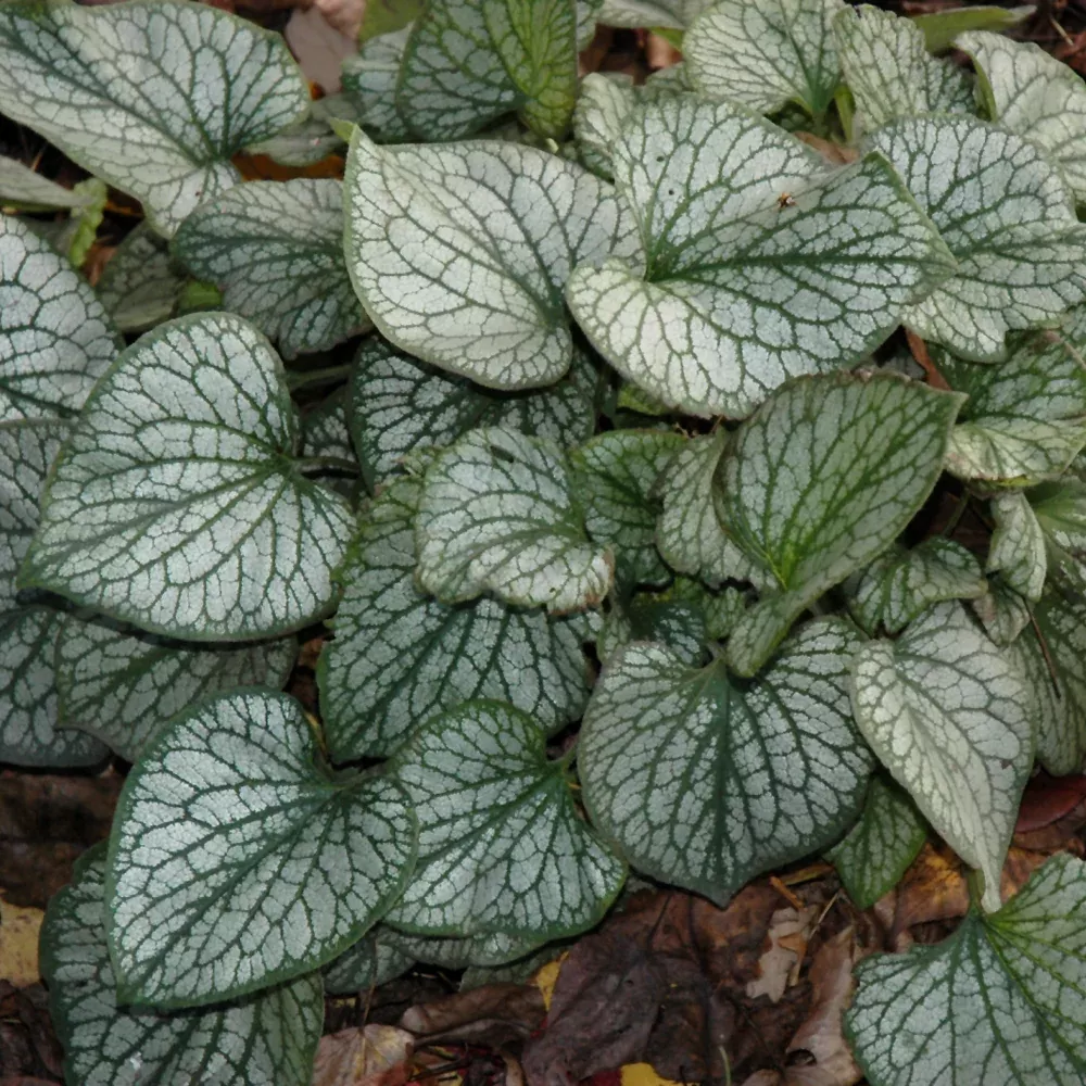 Jack Frost Bugloss