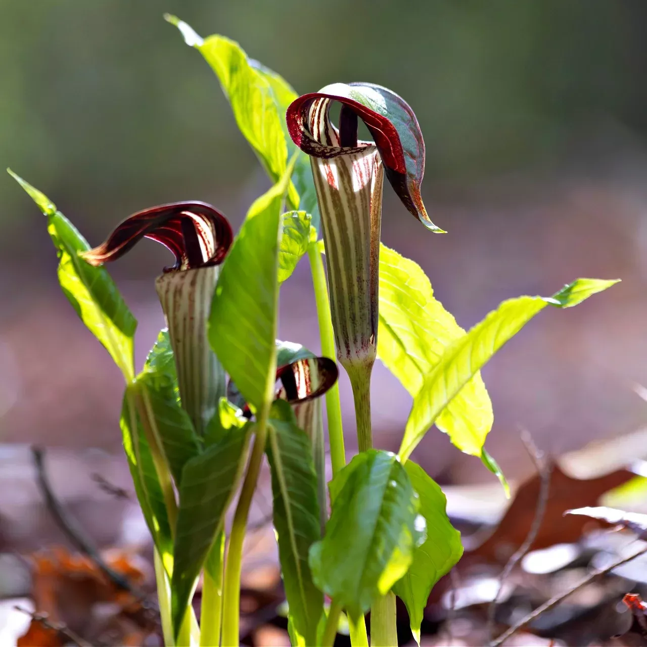 Jack In The Pulpit Plant