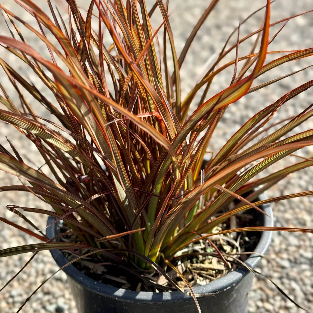 Jack Spratt New Zealand Flax