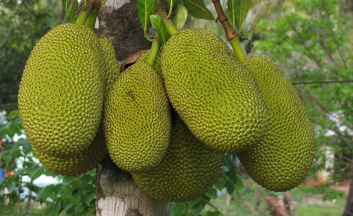 Jackfruit (Mít)