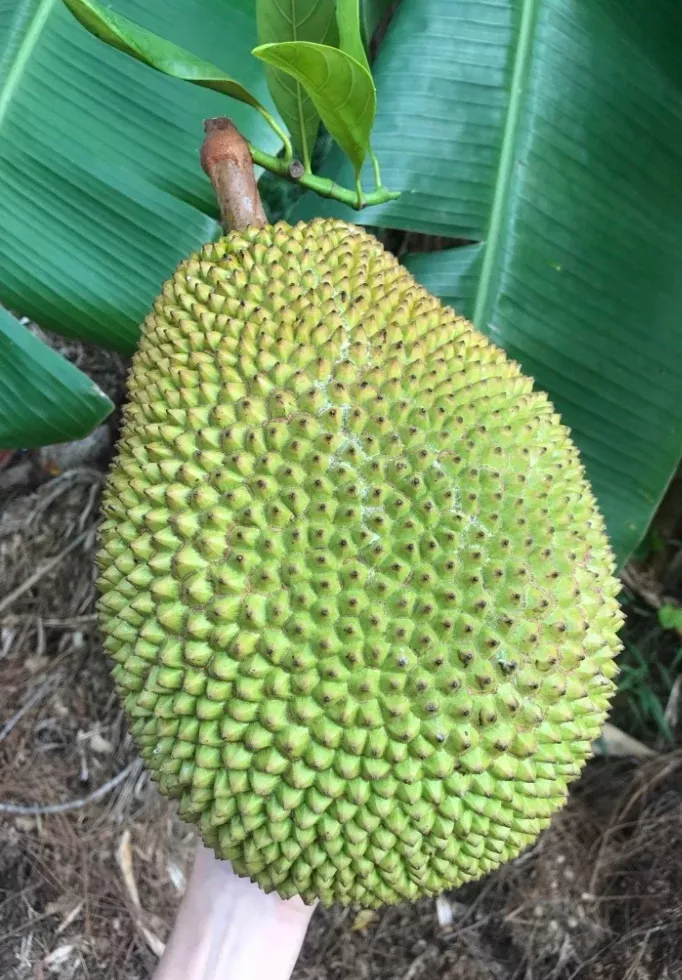 Jackfruit Tree 'Orange Crush'