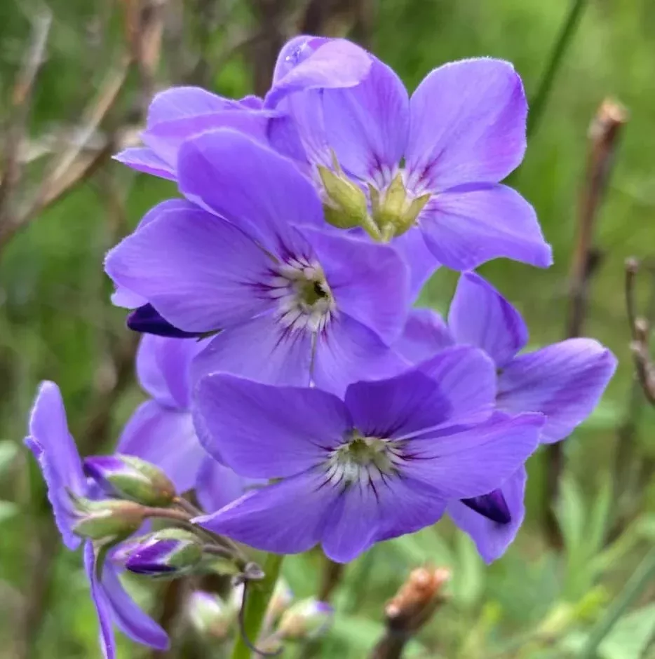 Jacob's Ladder Seeds
