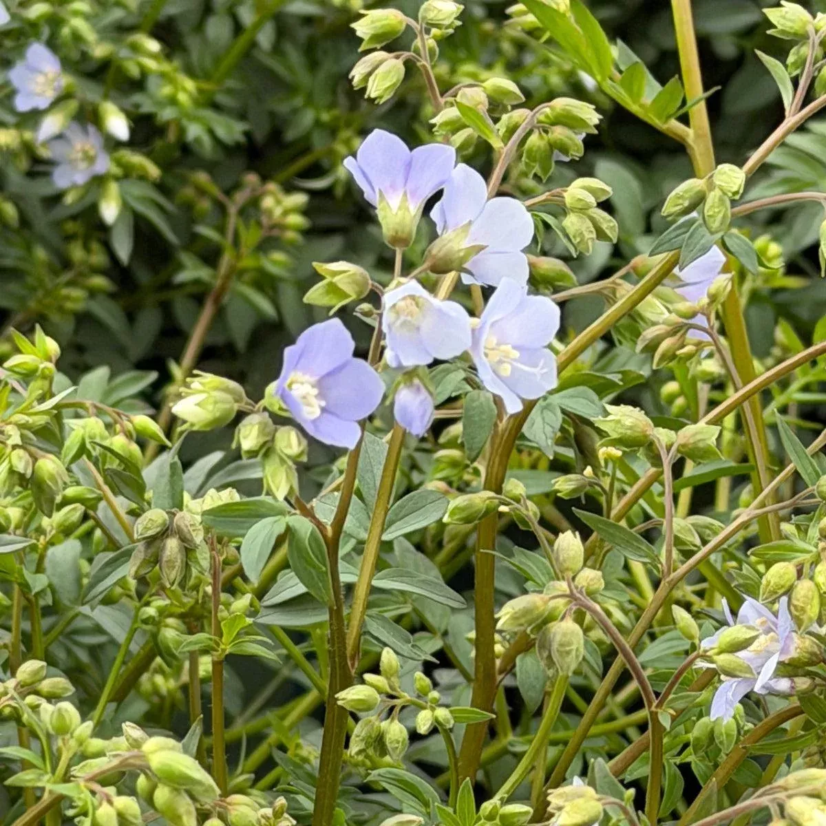 Jacob's Ladder