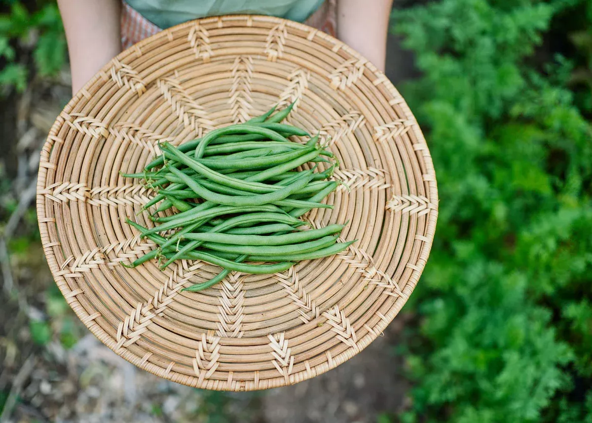 Jade - Bush Bean Seeds
