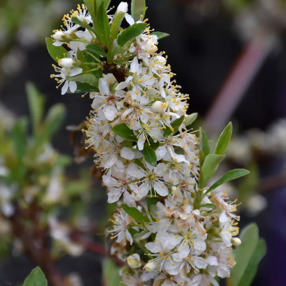 Jade Parade Sandcherry