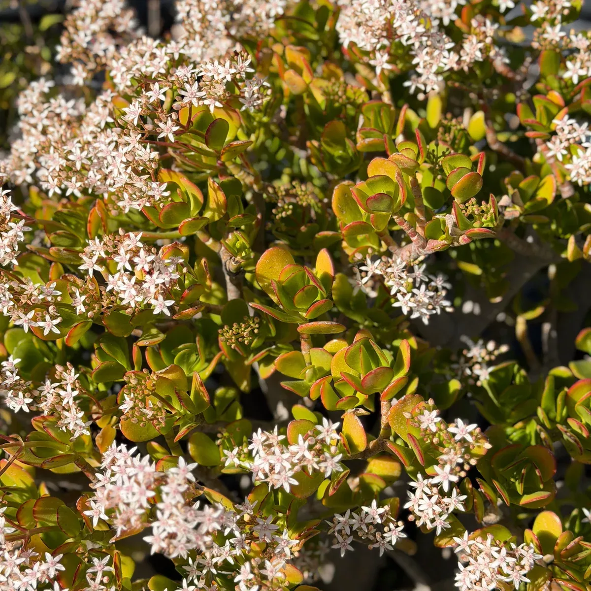 Jade Plant