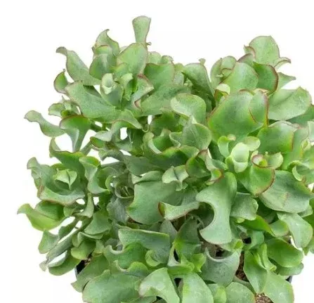 Jade Sunset/ Curly