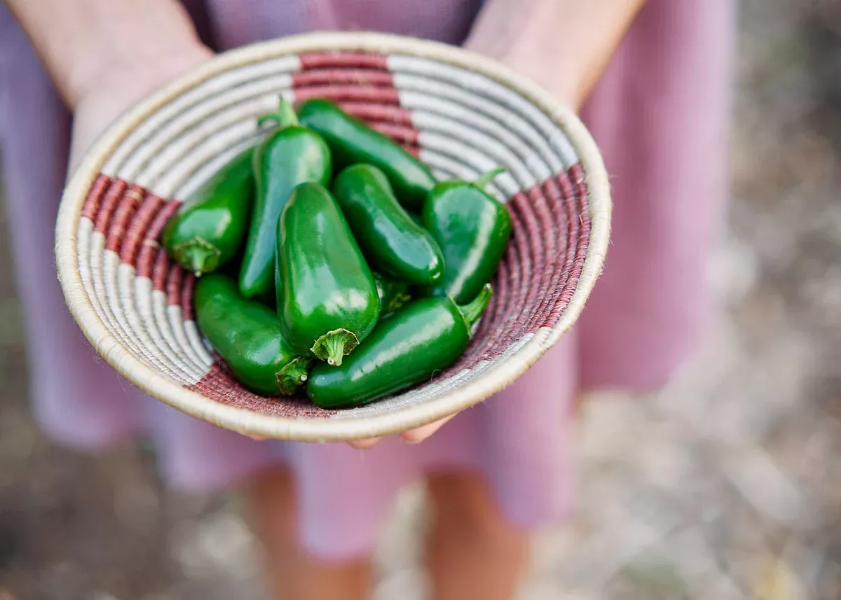 Jalepeño - Organic Hot Pepper Seeds