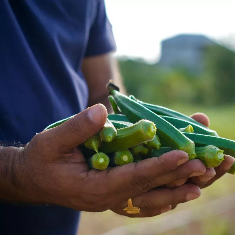 Jambalaya Okra Seeds – Early, Compact & High-Yielding | The Soul of Southern Cooking, Now for Every Garden