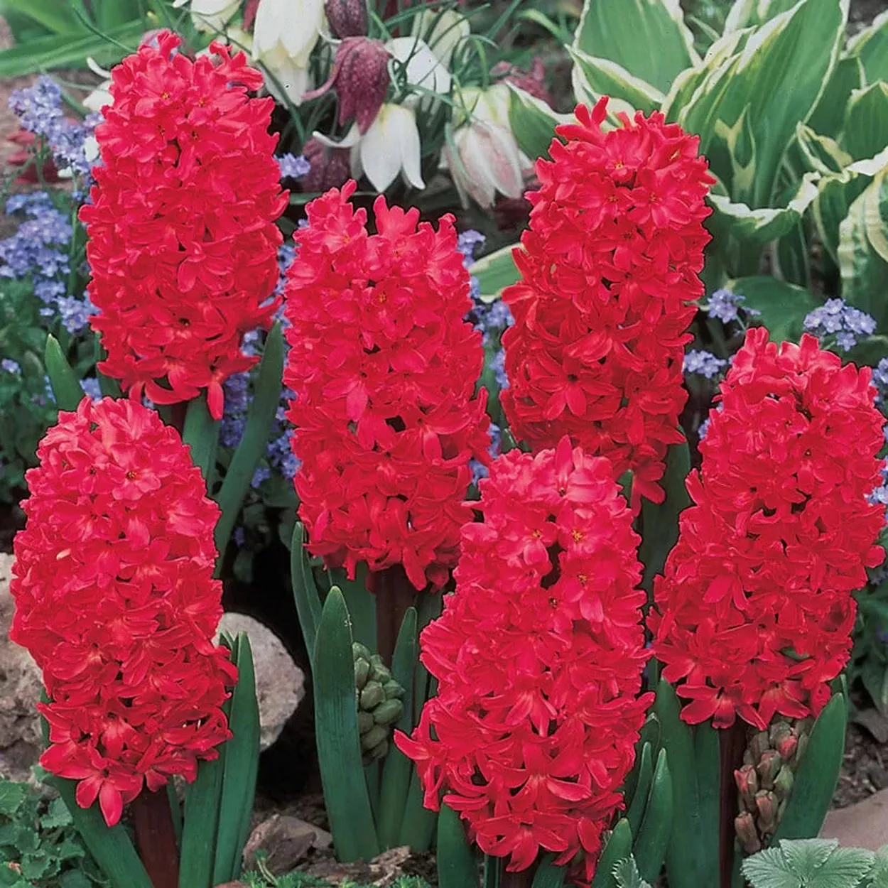 Jan Bos Fragrant Hyacinth