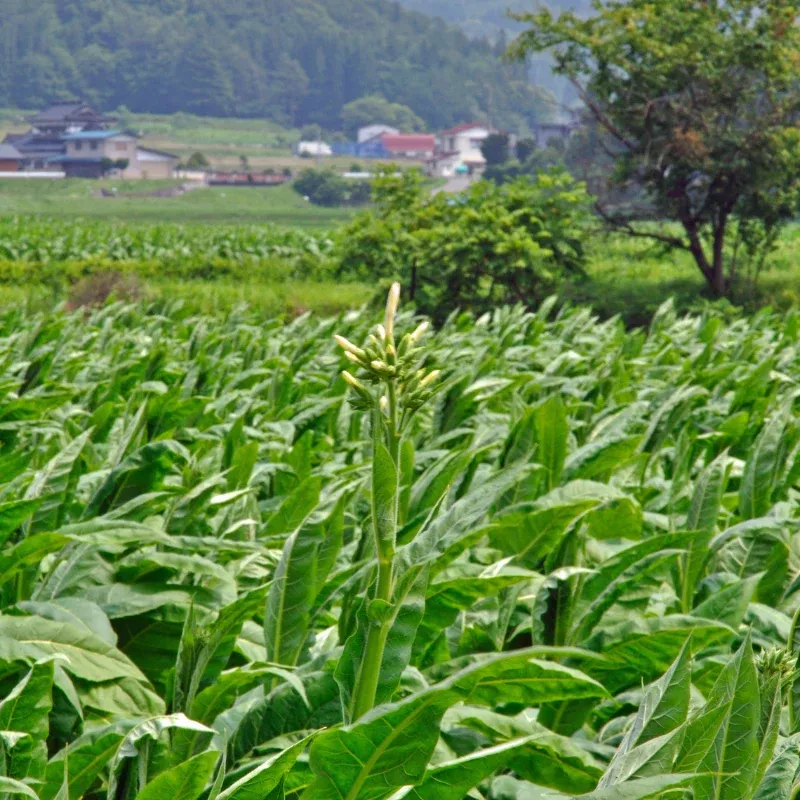 Japan 8 Tobacco Seeds – Heirloom Oriental Variety | Dark, Sweet & Low-Nicotine Home Garden Tobacco