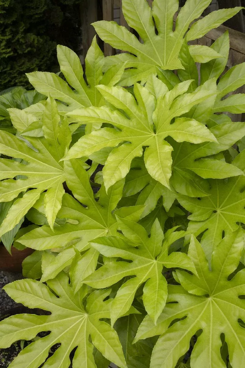 Japanese Aralia