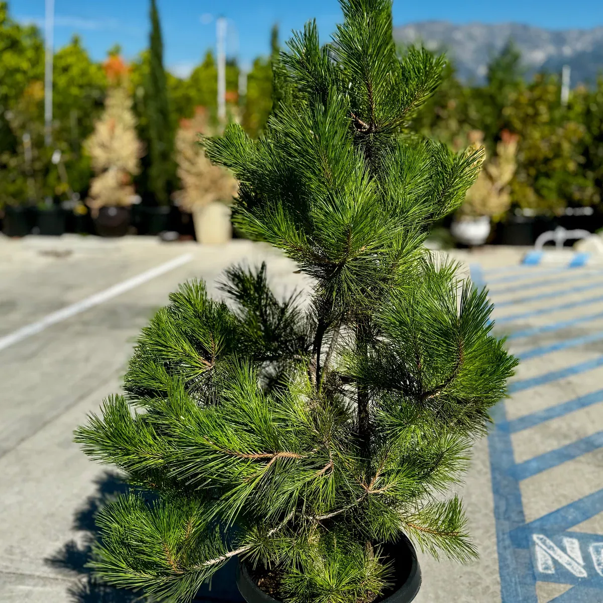 Japanese Black Pine Garden Bonsai Tree