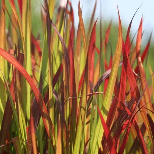 Japanese Blood Grass