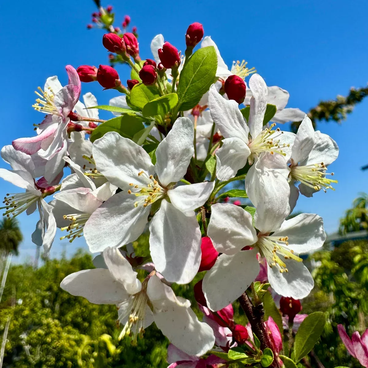 Japanese Flowering Crabapple - Malus floribunda