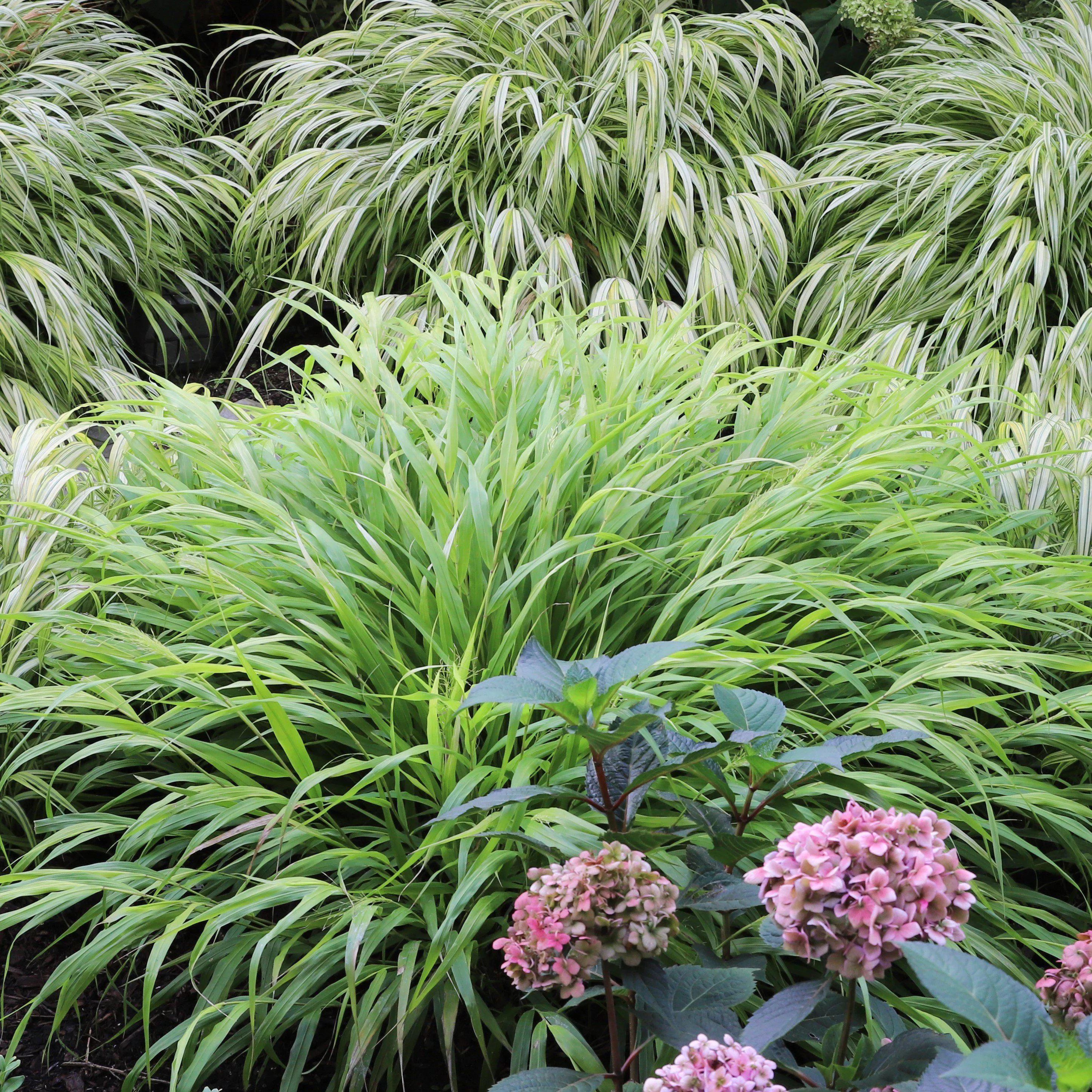 Japanese Forest Grass, Hakone Grass