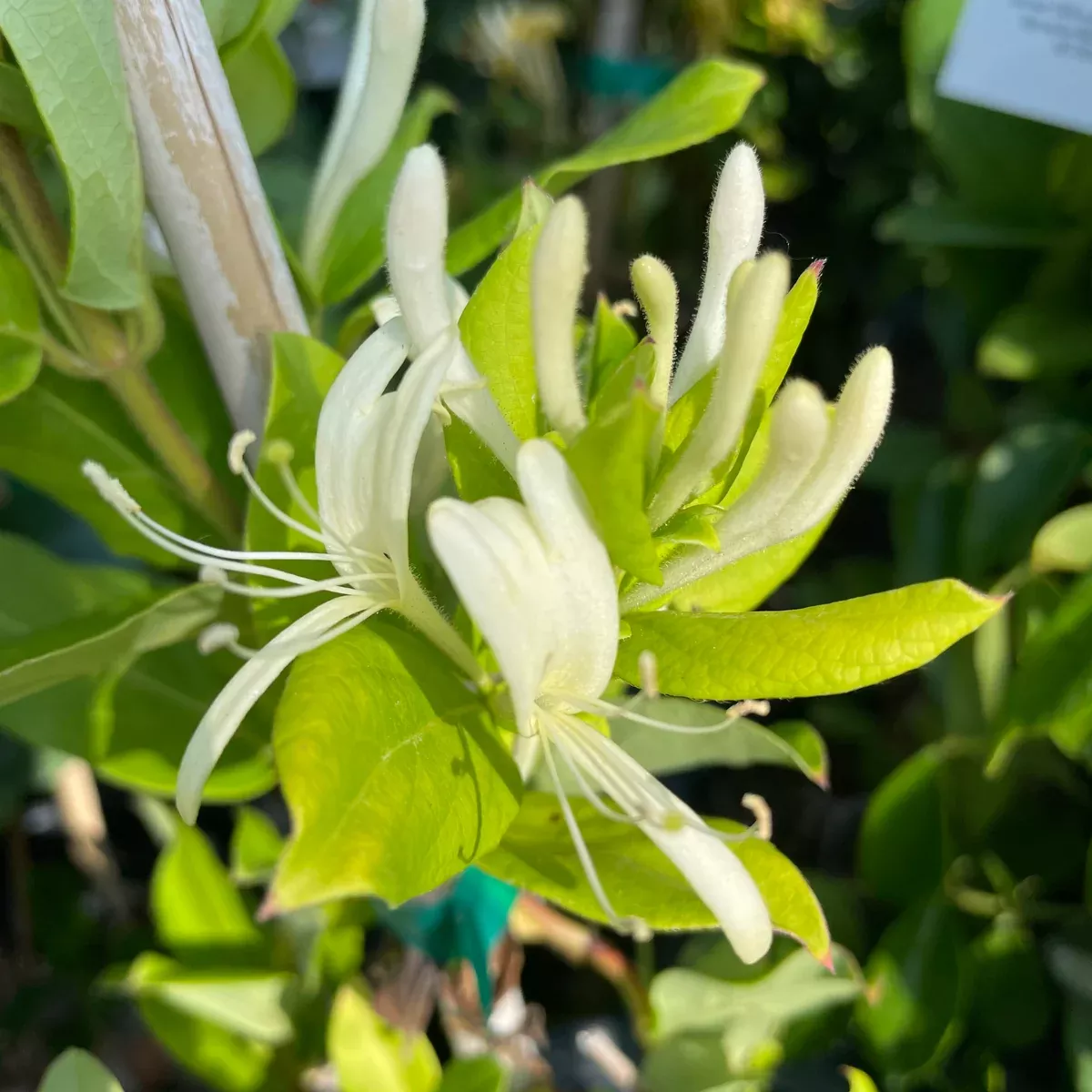 Japanese Honeysuckle