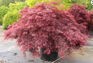 Japanese Maple 'Red Dragon' #3