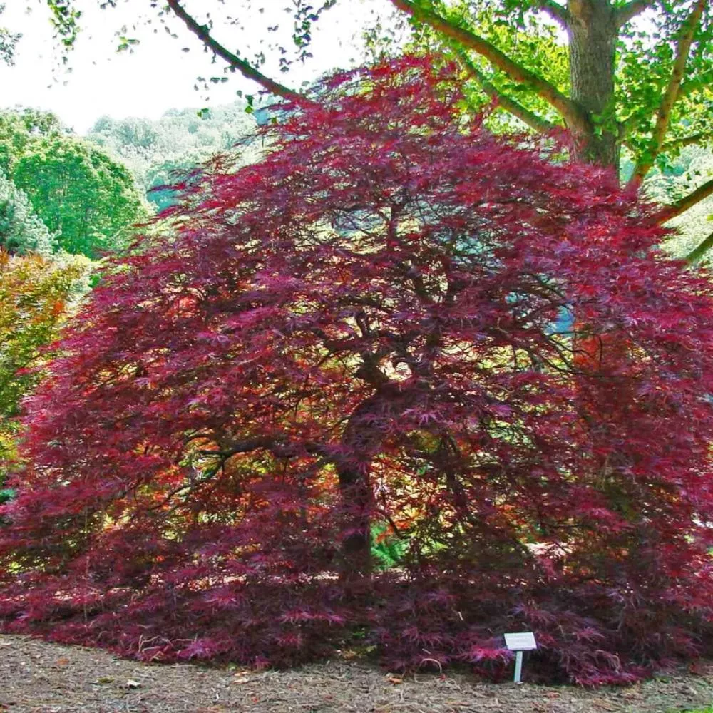 Japanese Maple Red Dragon #7