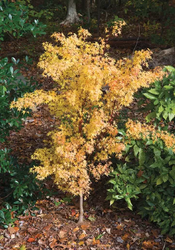 Japanese Maple 'Sango Kaku' 5-6ft