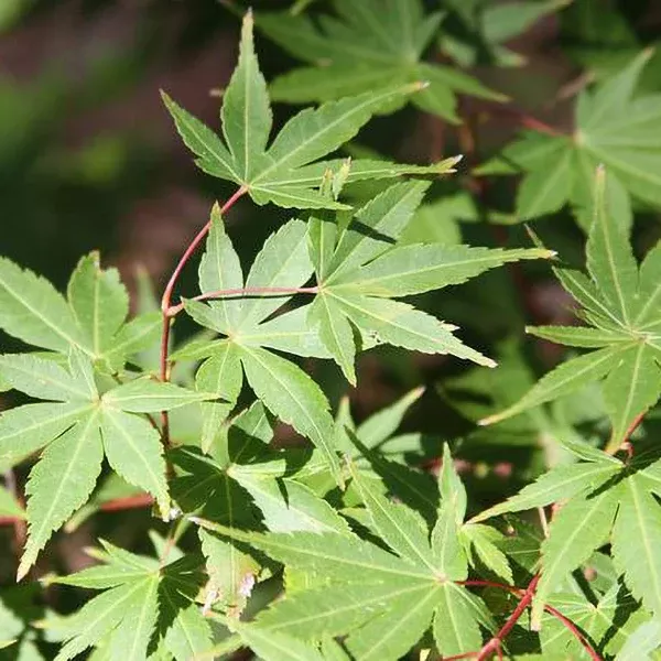 Japanese Maple