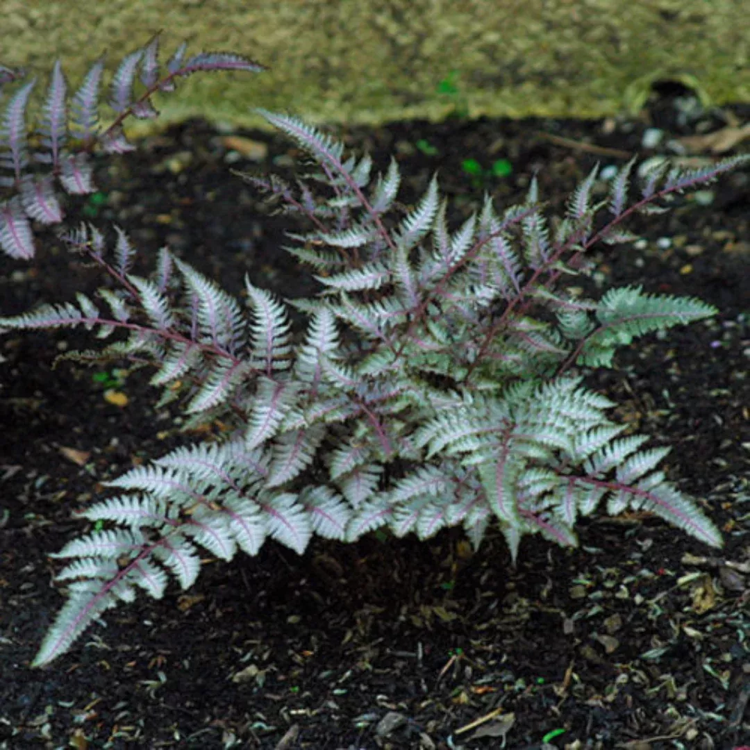 Japanese Painted Fern Multipack
