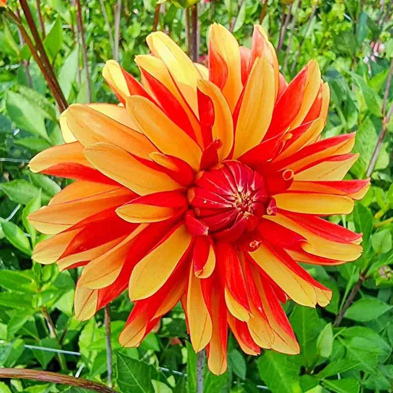 Japlou Dahlia