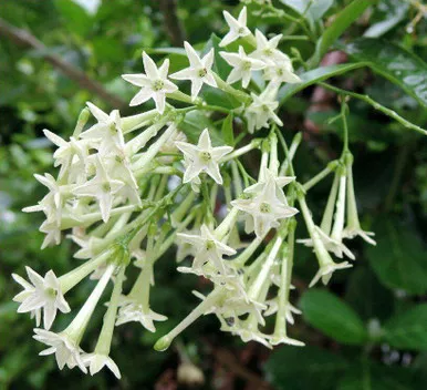 Jasmine Night Blooming 2 Gallon