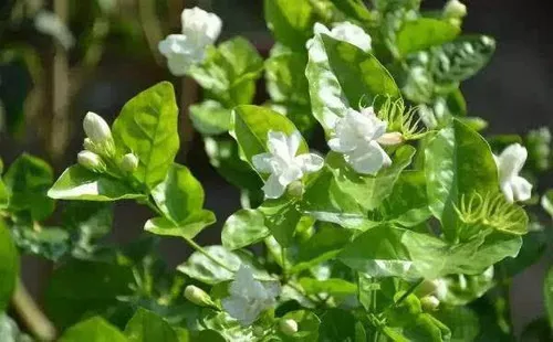 Jasminum sambac