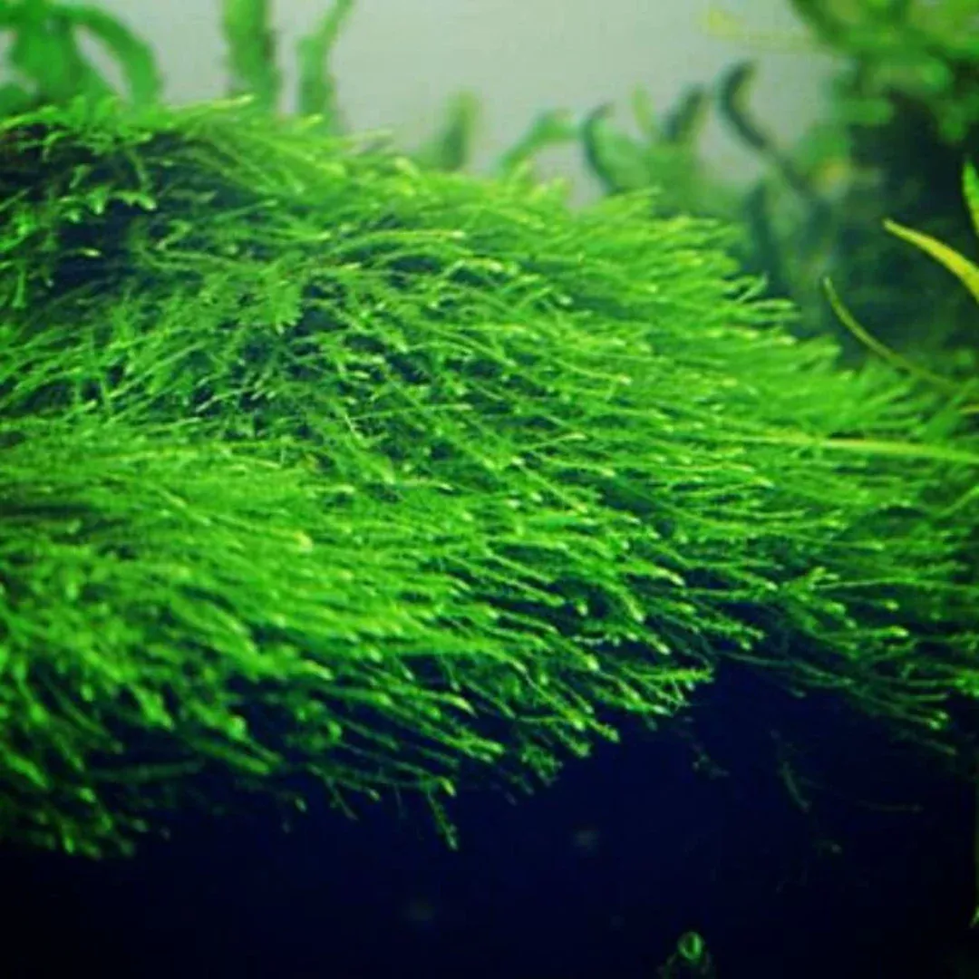 Java Moss (Taxiphyllum barbieri) – Live Moss for Aquariums, Terrariums, and Aquascaping