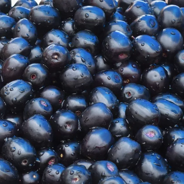 Java Plum (Jamun)