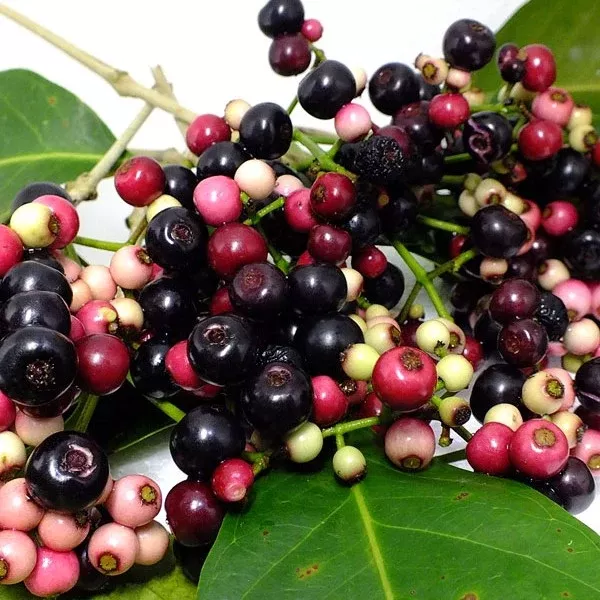 Java Plum