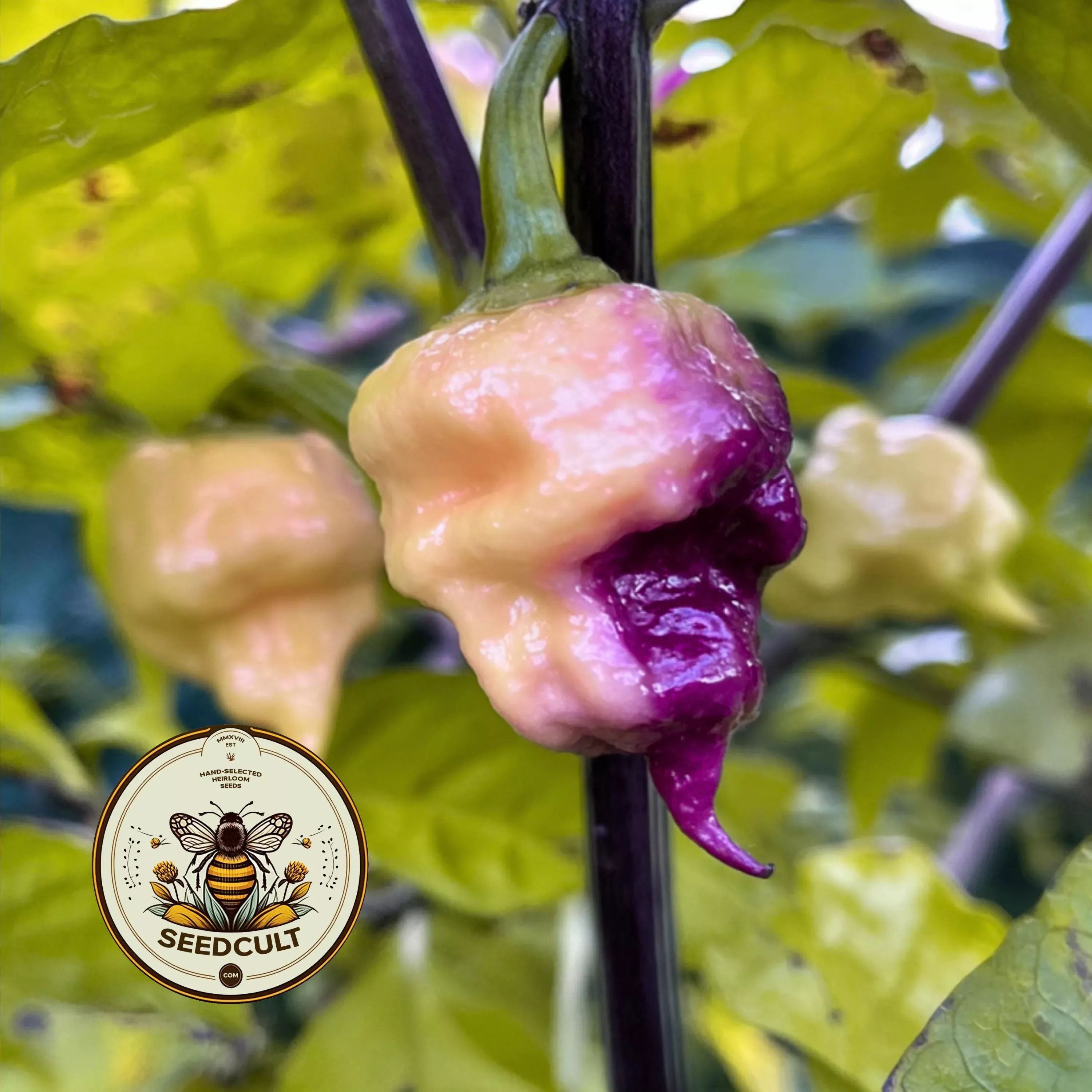 JAY'S PINK LEMON REAPER PEPPER