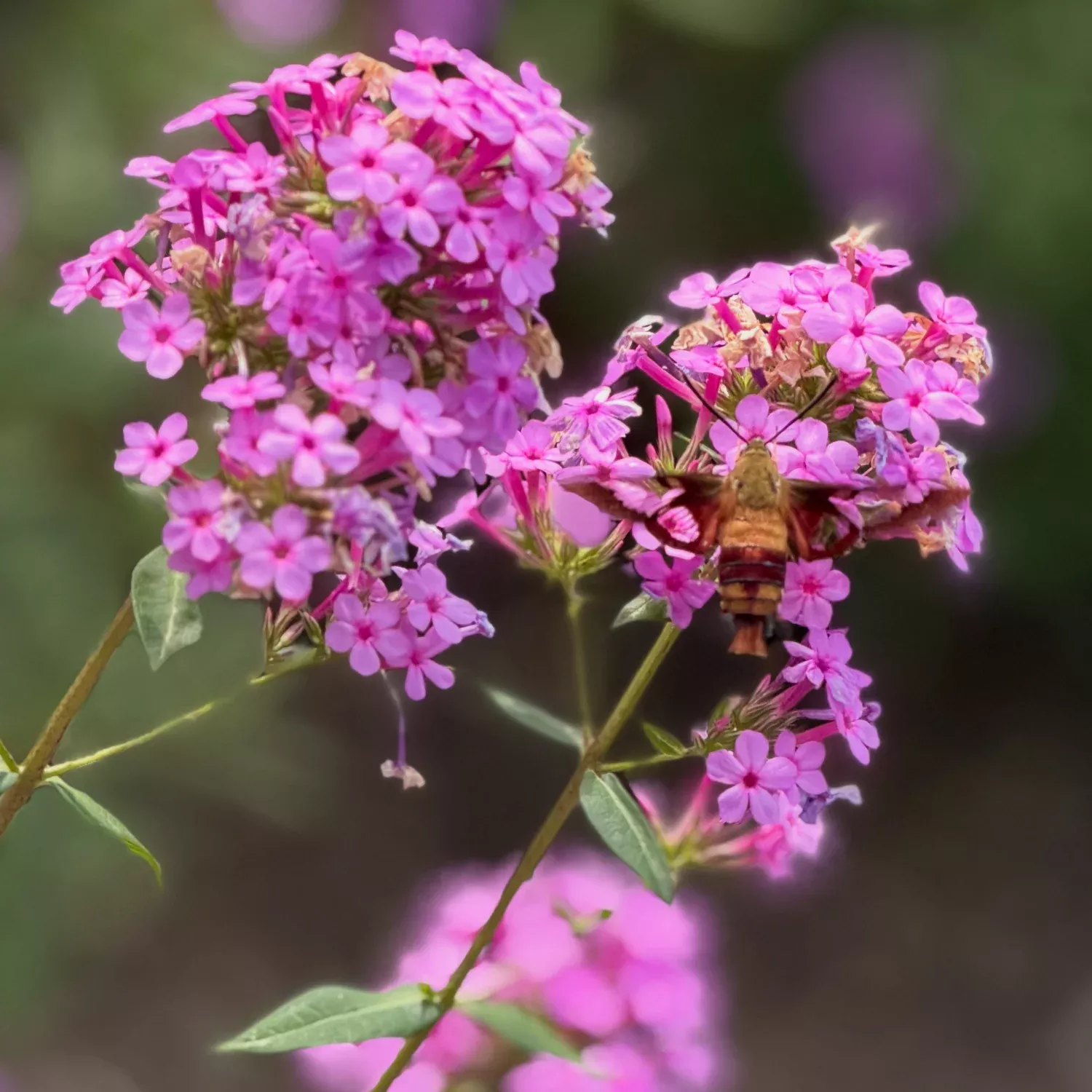 Jeana Garden Phlox