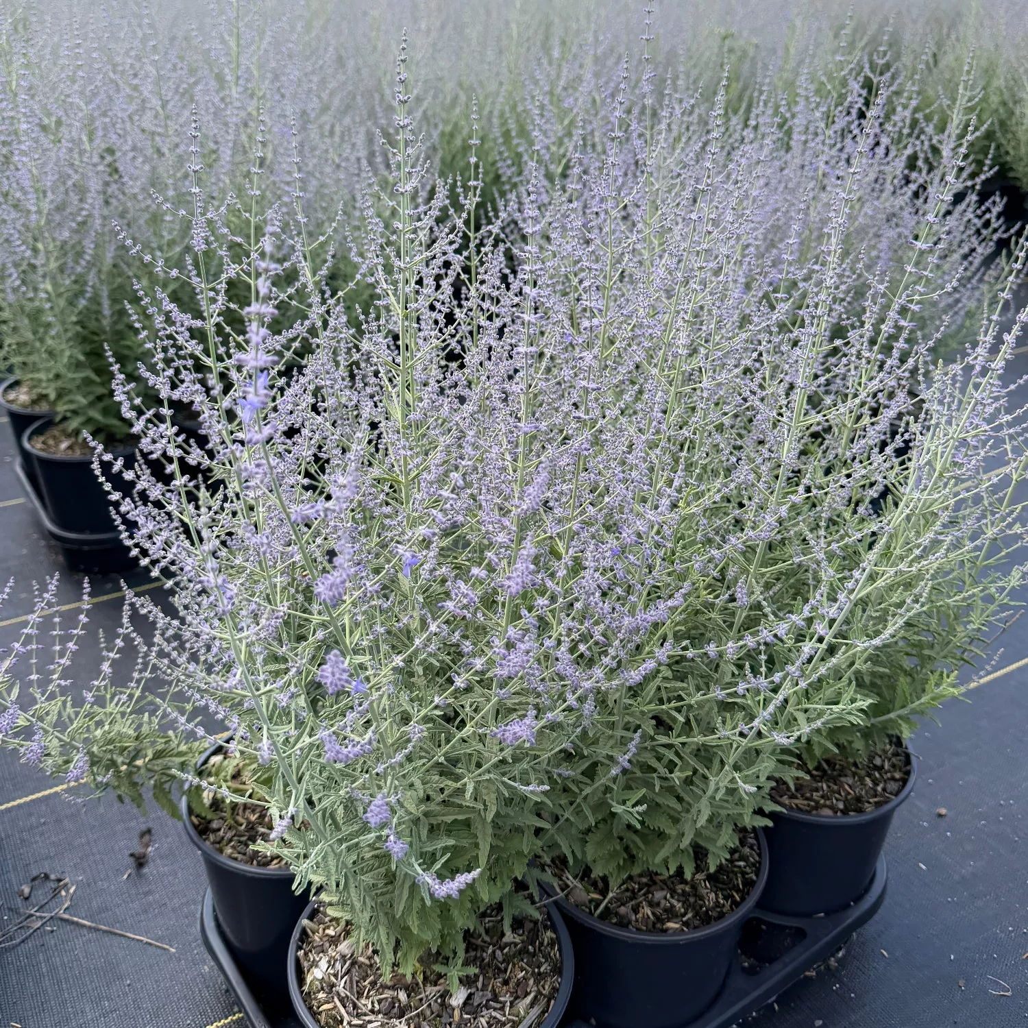 Jelena Russian Sage