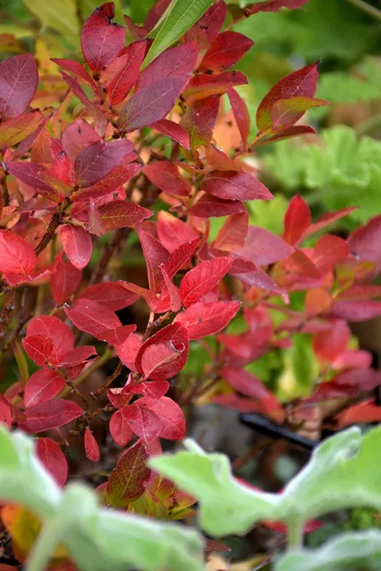 Jelly Bean Blueberry - Vaccinium - 7.5" Potted Shrub