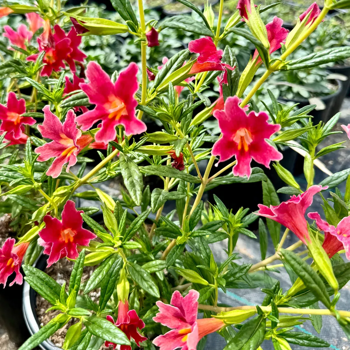 Jelly Bean Dark Pink Monkeyflower