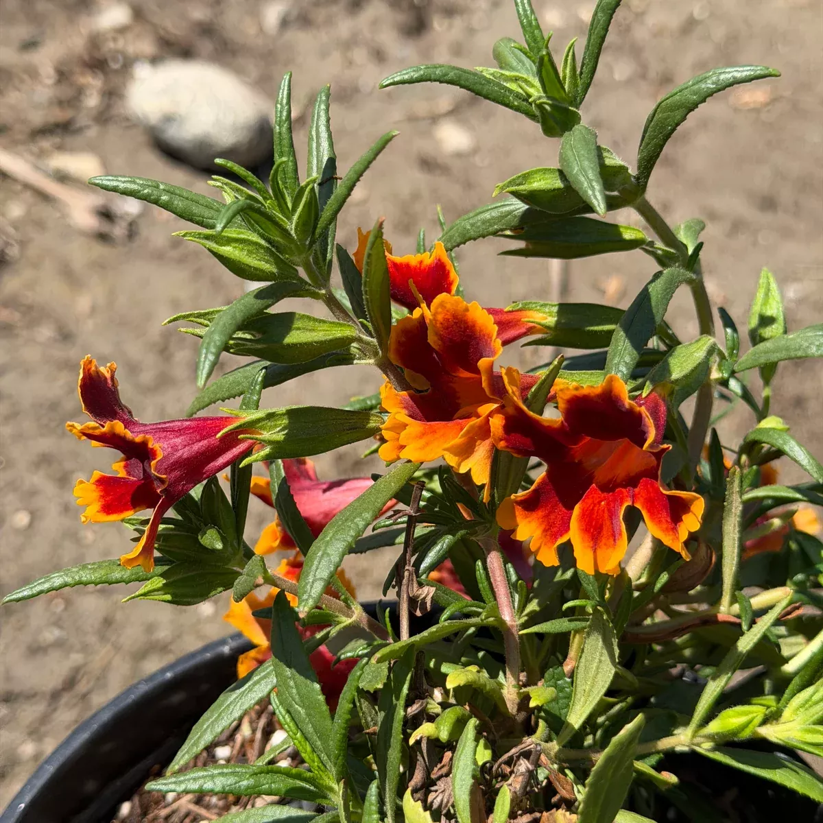 Jelly Bean Fiesta Marigold Monkeyflower
