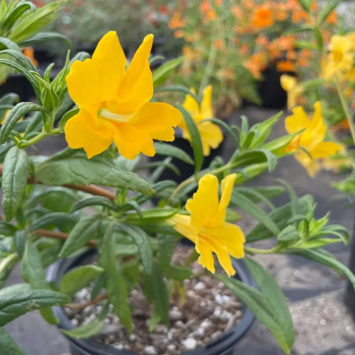 Jelly Bean Lemon Monkeyflower