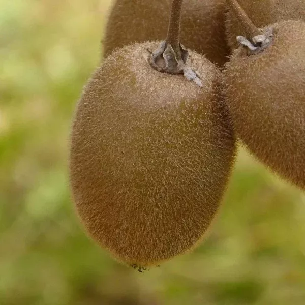 Jenny Fuzzy Self-Fruitful Kiwi