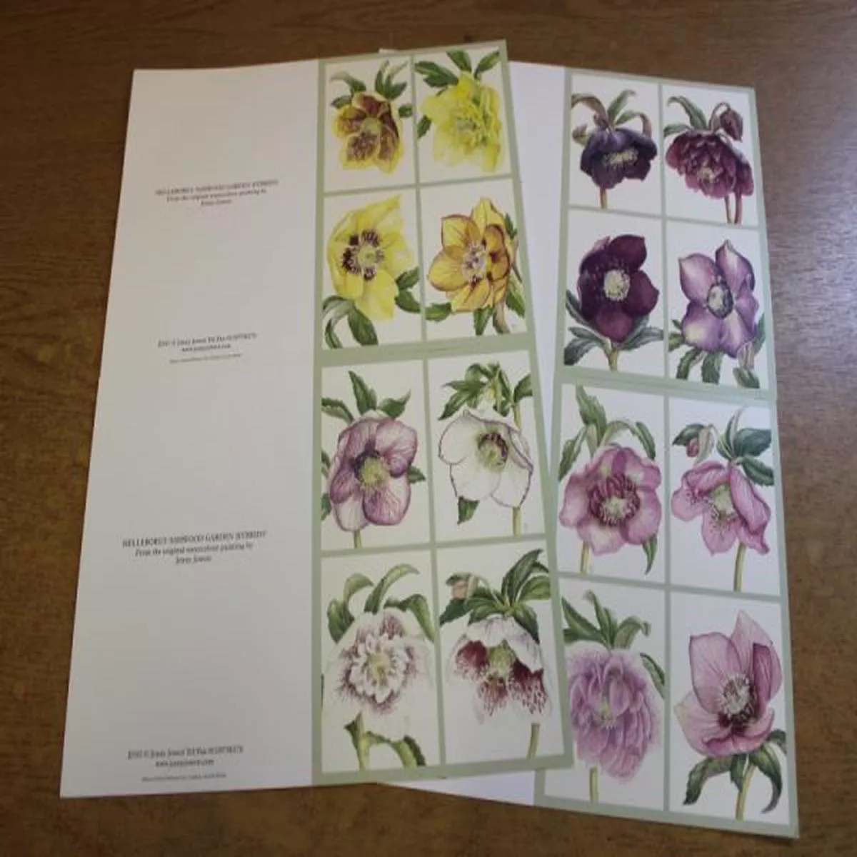 Jenny Jowett Hellebores Cards Pack of 4