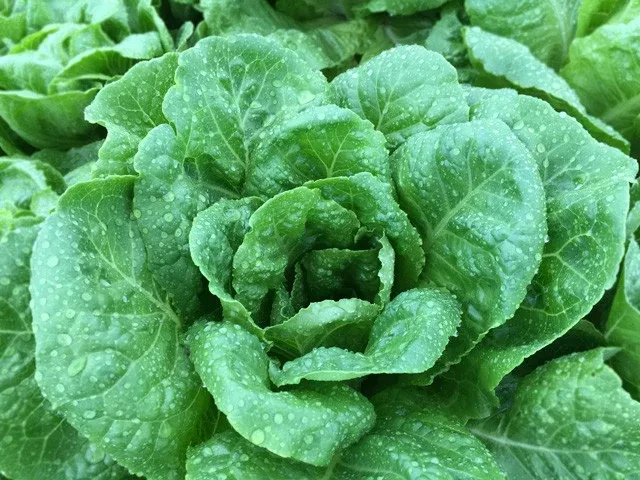Jericho Organic Lettuce Seeds